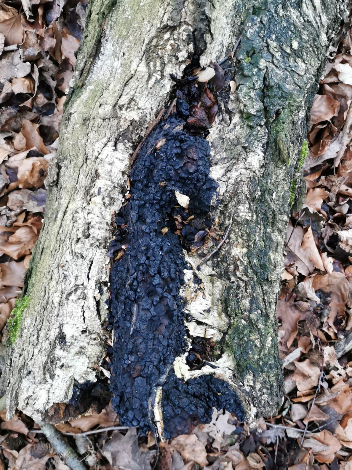 Chaga-Inonotus-obliquus
