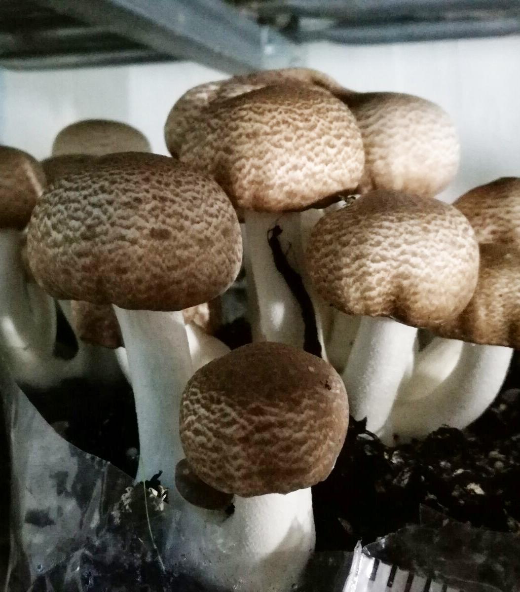 Mandelpilz-Agaricus-blazei-Murrill