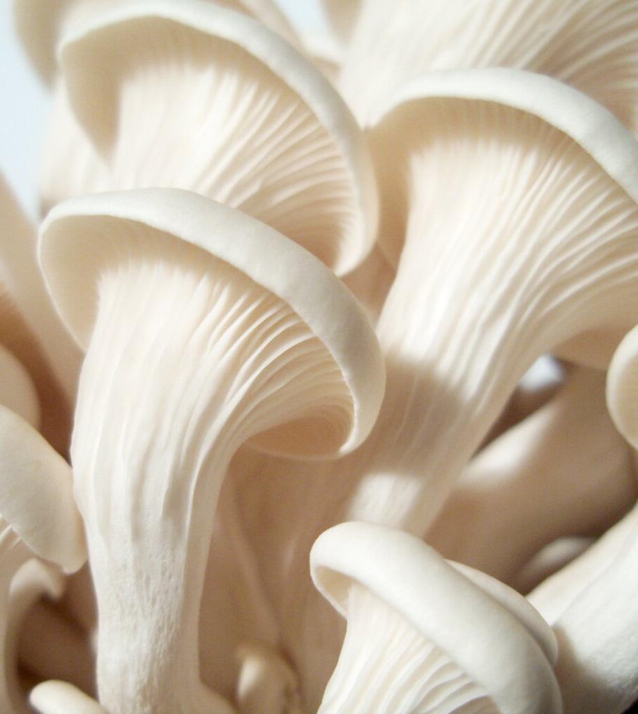 Ulmenseitling-Hypsizygus-ulmarius