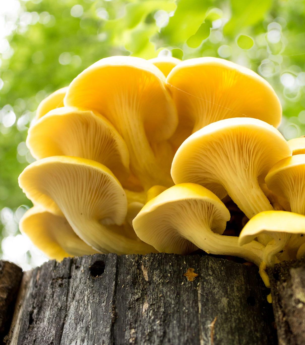Zitronenseitling-Pleurotus-citrinopileatus