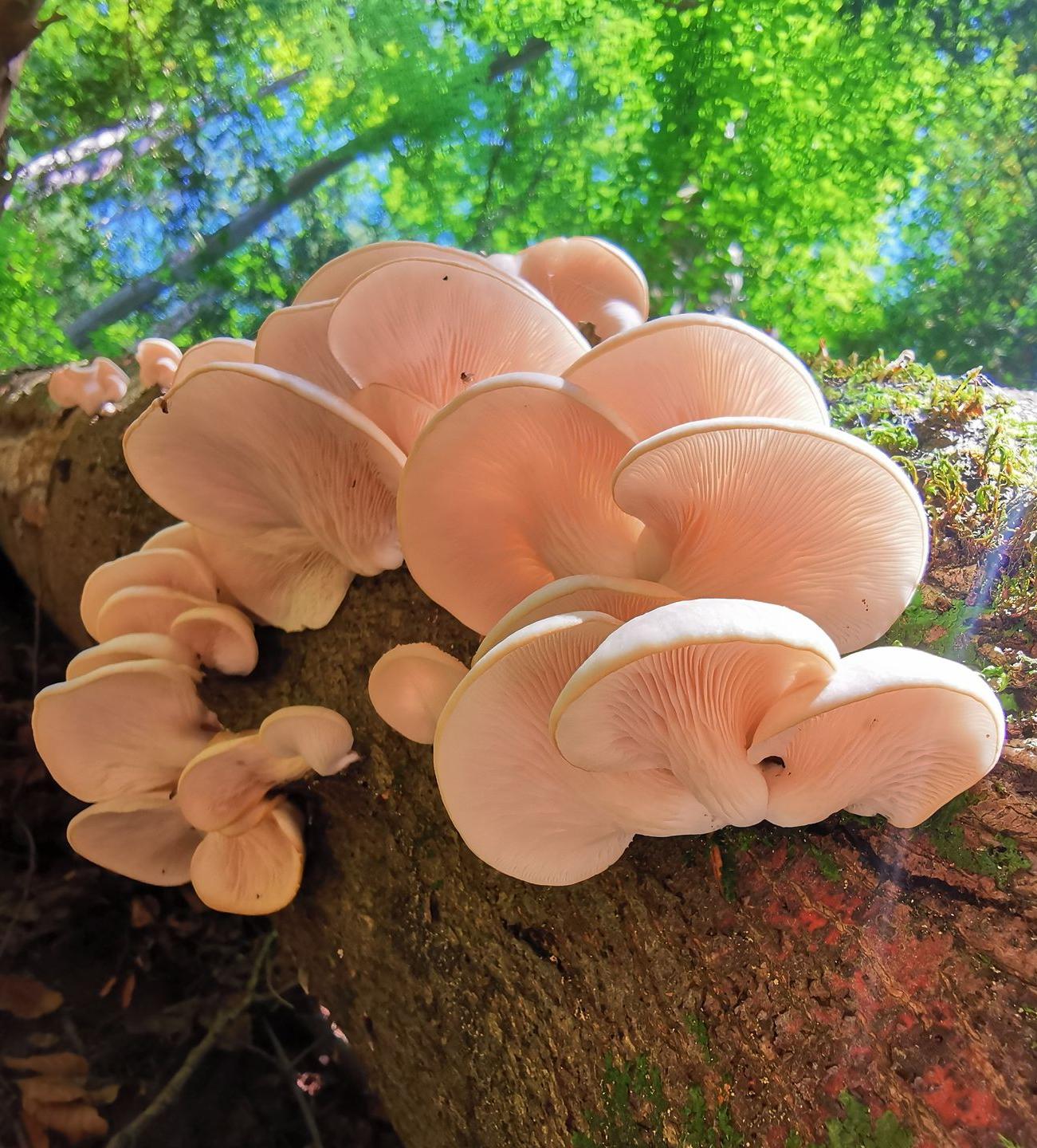Lungenseitling-Pleurotus-pulmonarius