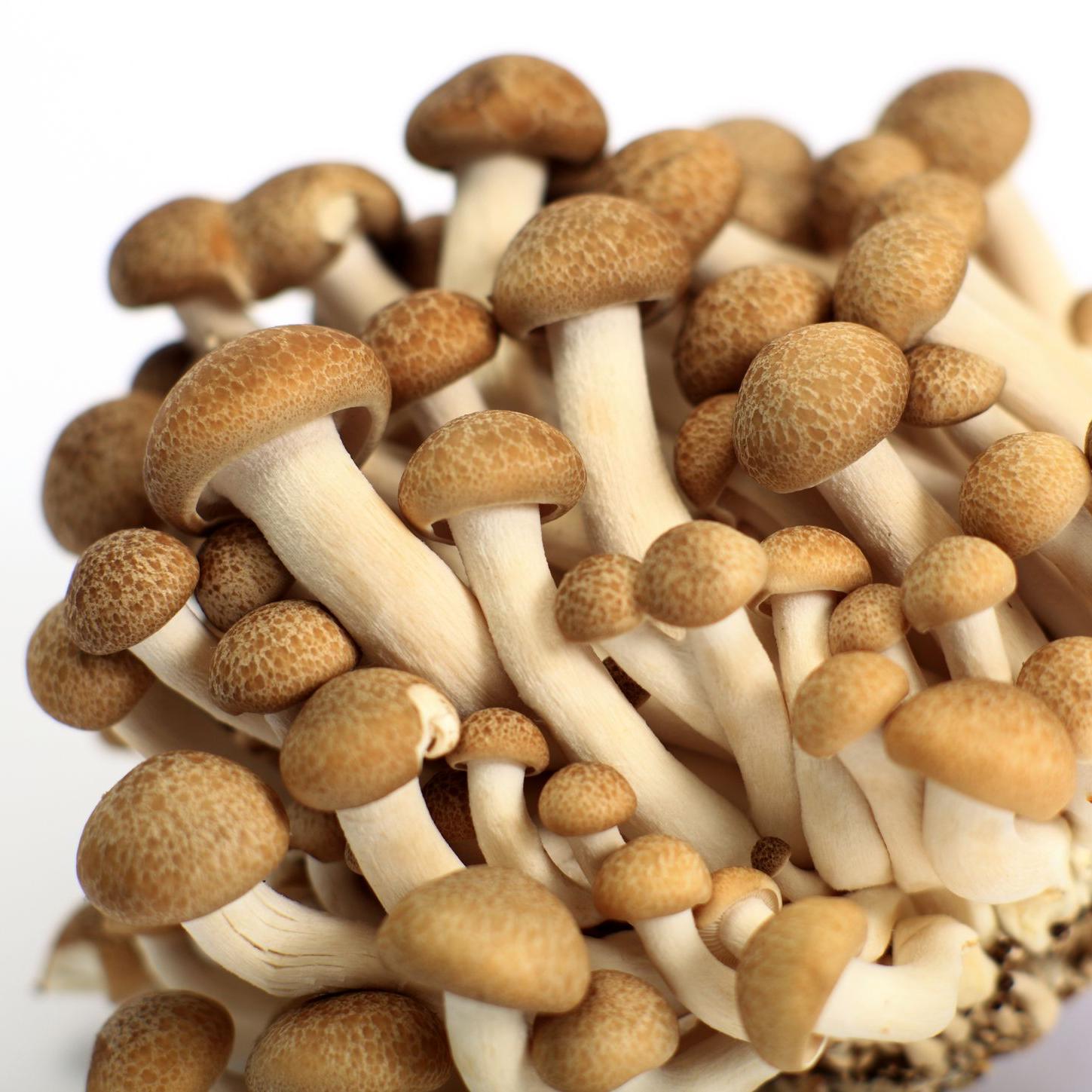 Buchenrasling-Hypsizygus-tessulatus