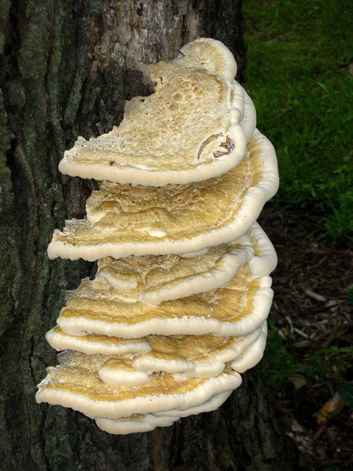 Huiaer-Tramete robiniophila