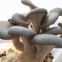 Austernpilz - Dübelbrut