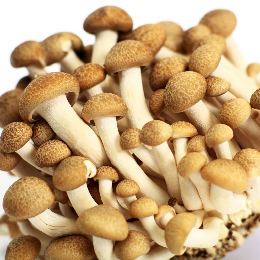 Buchenrasling, braun - Dübelbrut