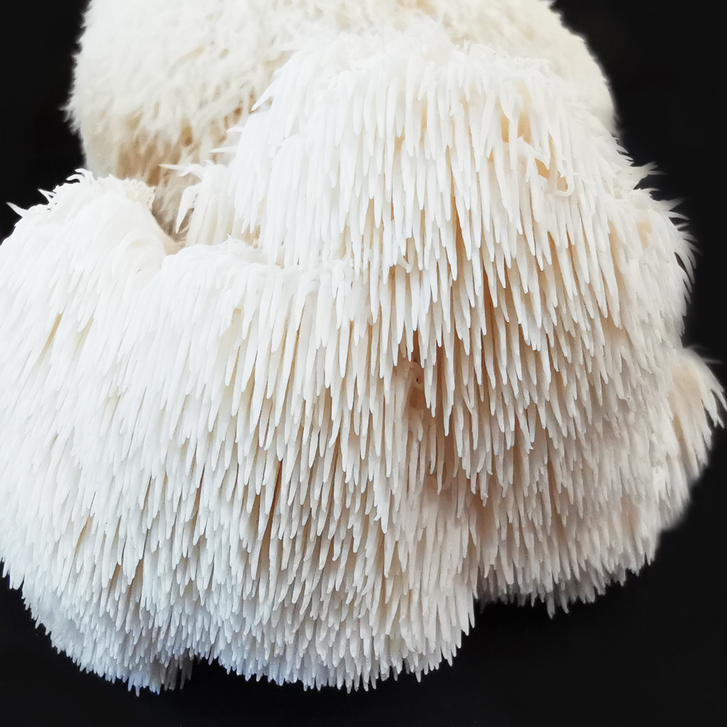 Igelstachelbart - Dübelbrut