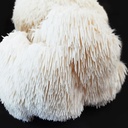 Igelstachelbart - Dübelbrut