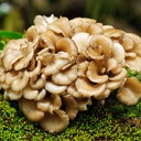 Klapperschwamm - Dübelbrut