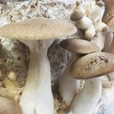 Kräuterseitling - Dübelbrut