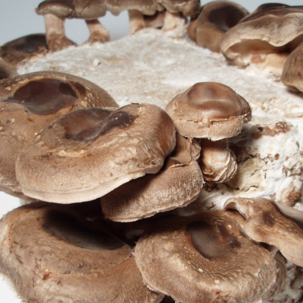 Shiitake - Dübelbrut