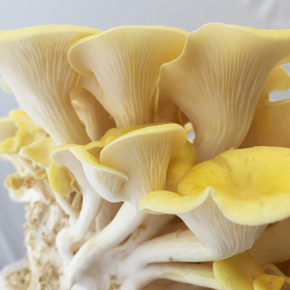 Zitronenseitling - Dübelbrut