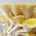 Zitronenseitling - Dübelbrut