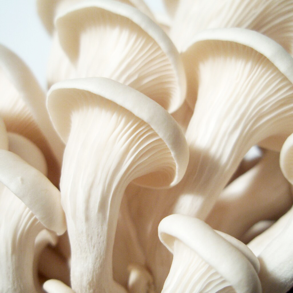 Ulmenseitling - Dübelbrut