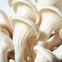 Ulmenseitling - Dübelbrut