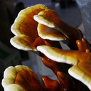 Reishi - Sopron - Dübelbrut