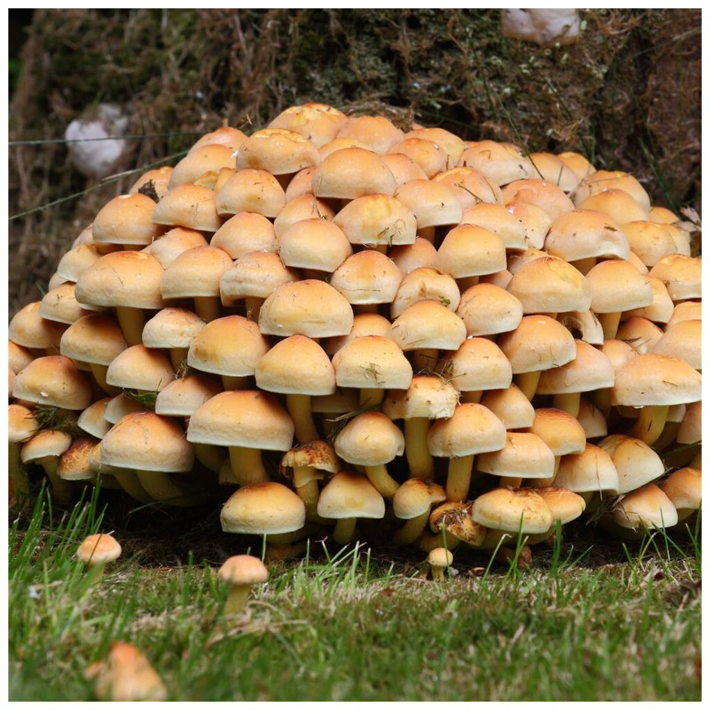 Rauchblättriger Schwefelkopf - Dübelbrut 