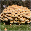 Rauchblättriger Schwefelkopf - Dübelbrut 