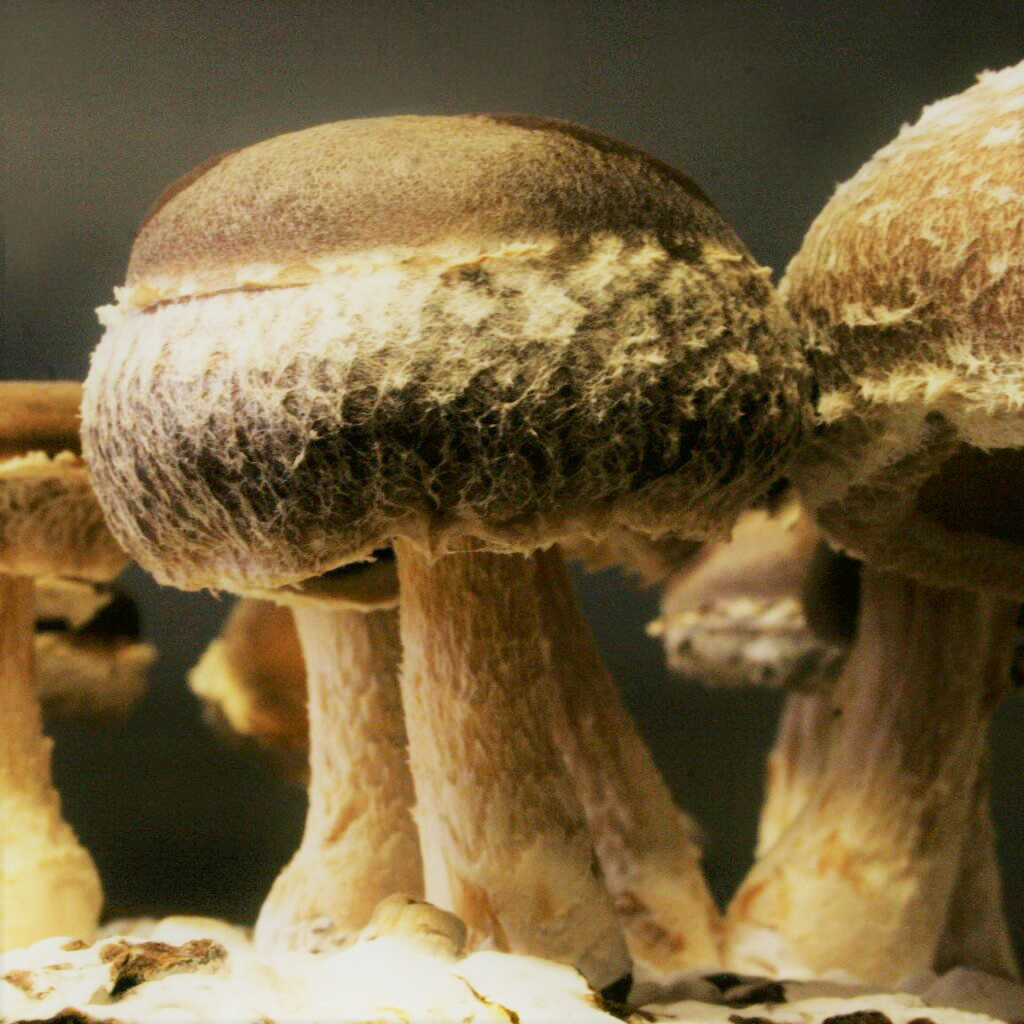 Bio-Shiitake - Stroh - Lentinula edodes - Dübelbrut (copy)