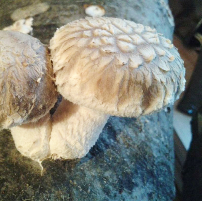 Bio-Shiitake - cold - Lentinula edodes - Dübelbrut