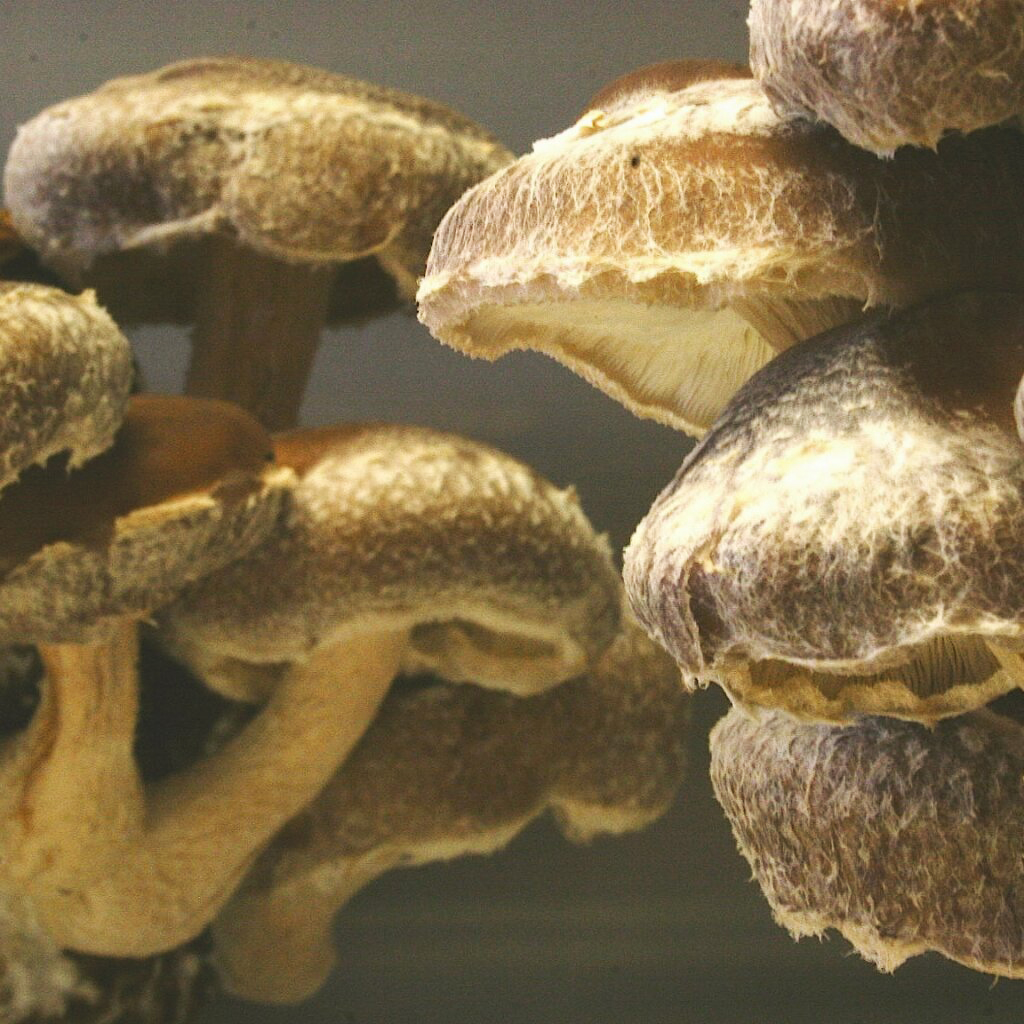 Bio-Shiitake - 3782 - Lentinula edodes - Dübelbrut 