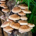 Bio-Shiitake - 75 - Lentinula edodes - Dübelbrut 