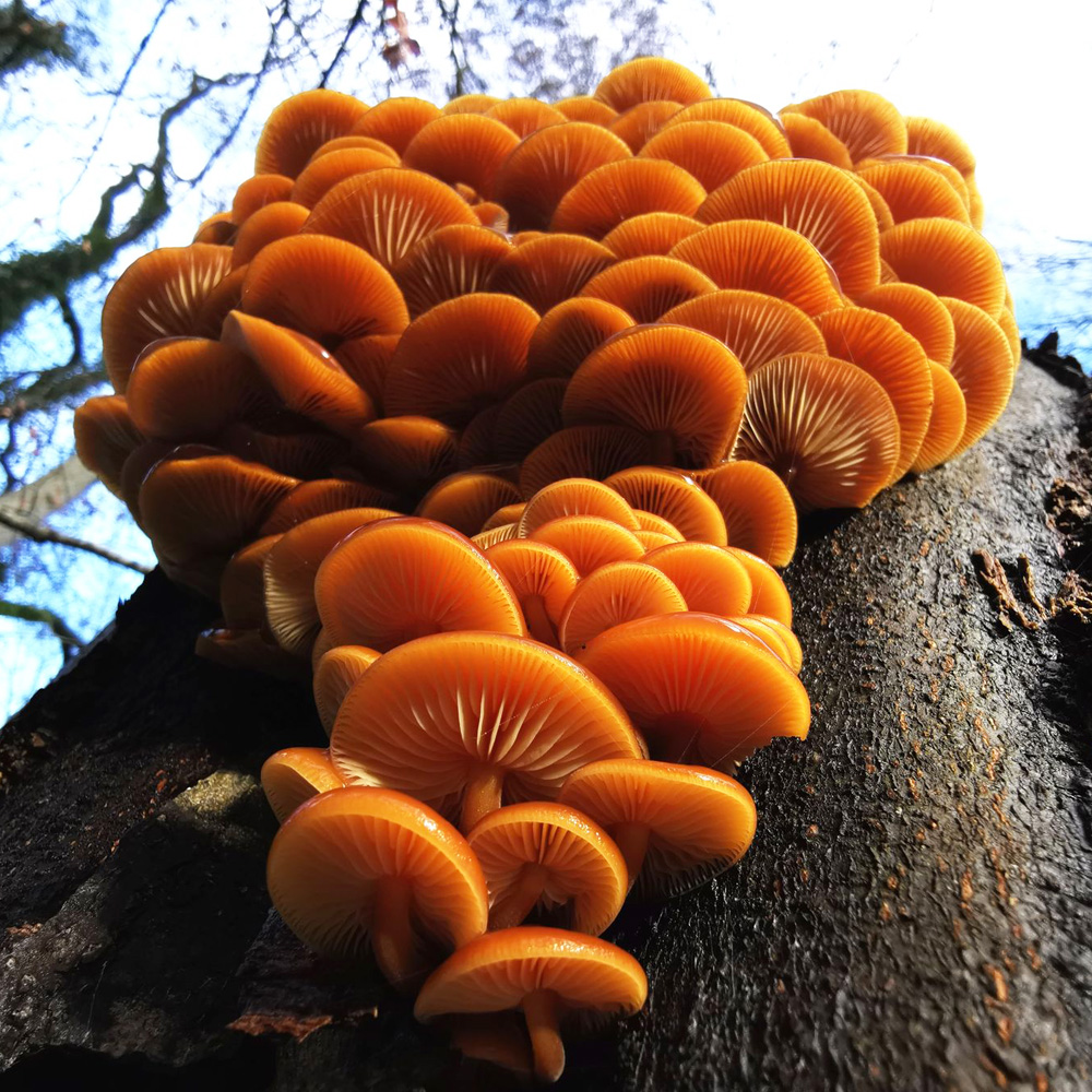 Bio-Samtfußrübling - Flammulina velutipes - Dübelbrut