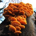 Bio-Samtfußrübling - Flammulina velutipes - Dübelbrut