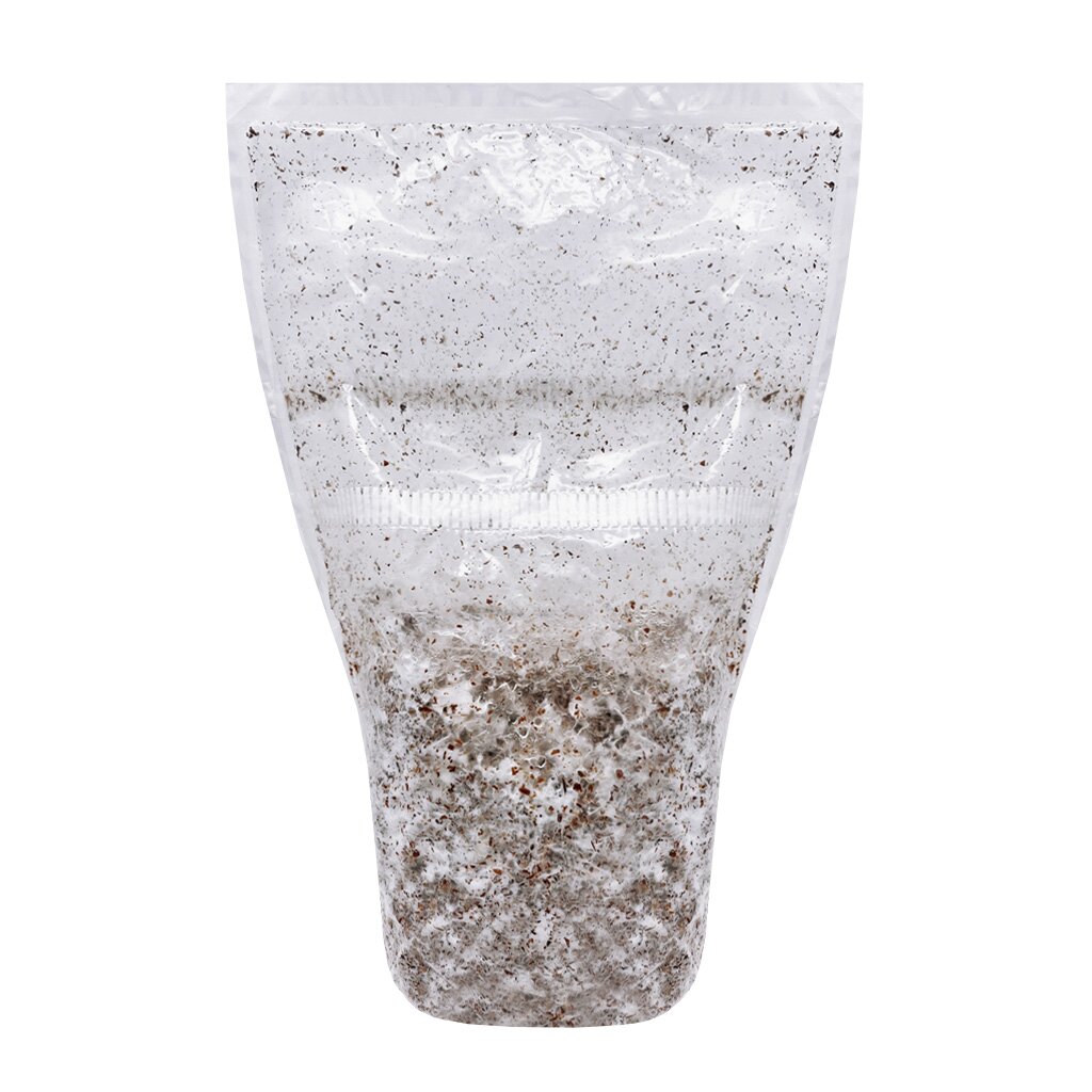 Cyanescens Ballard - Mycorestaurationbag