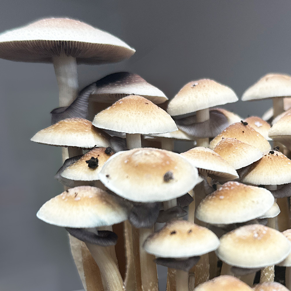 Cubensis - McKennaii