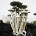 Panaeolus cyanescens "Australia"