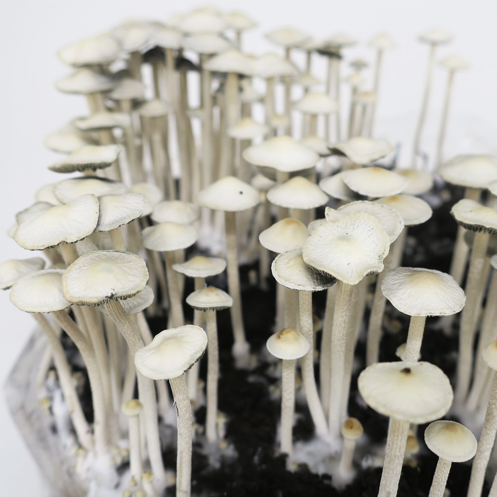 Panaeolus cyanescens "Huasteca"