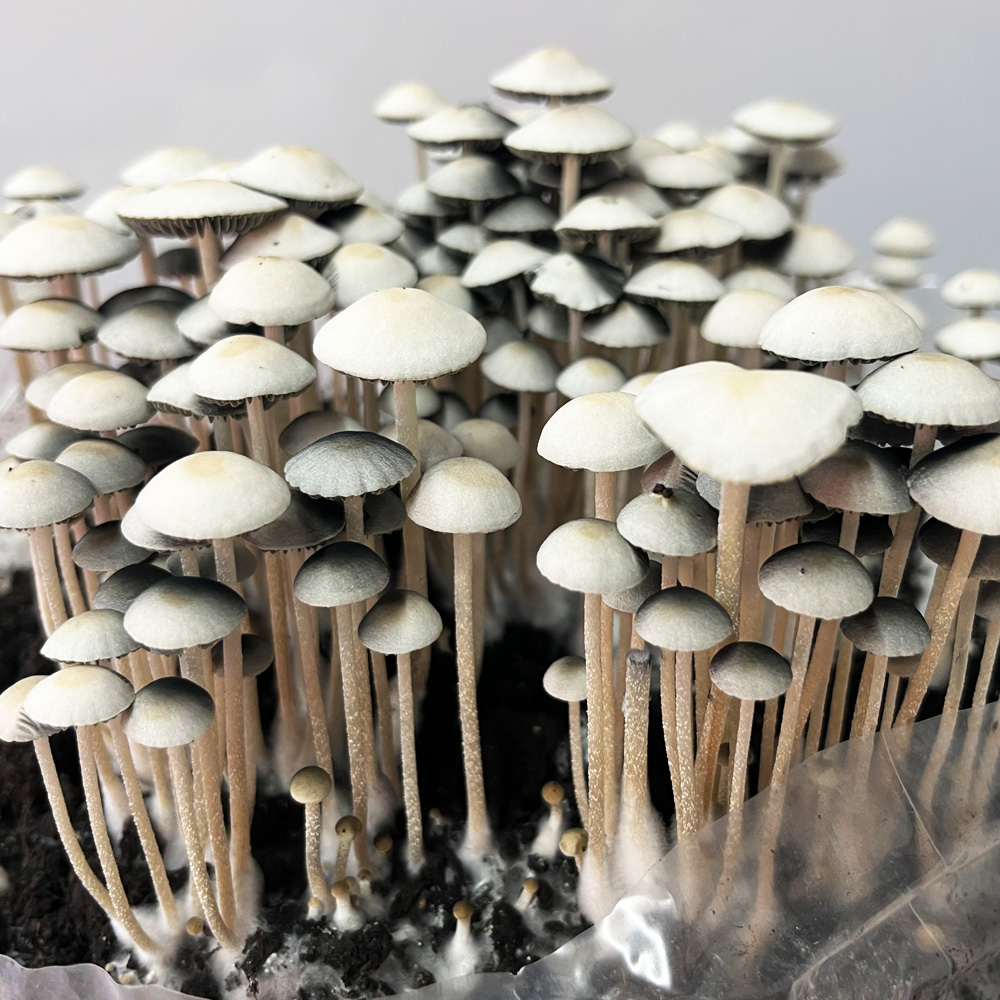 Panaeolus cyanescens "MIB"