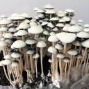 Panaeolus cyanescens "MIB"