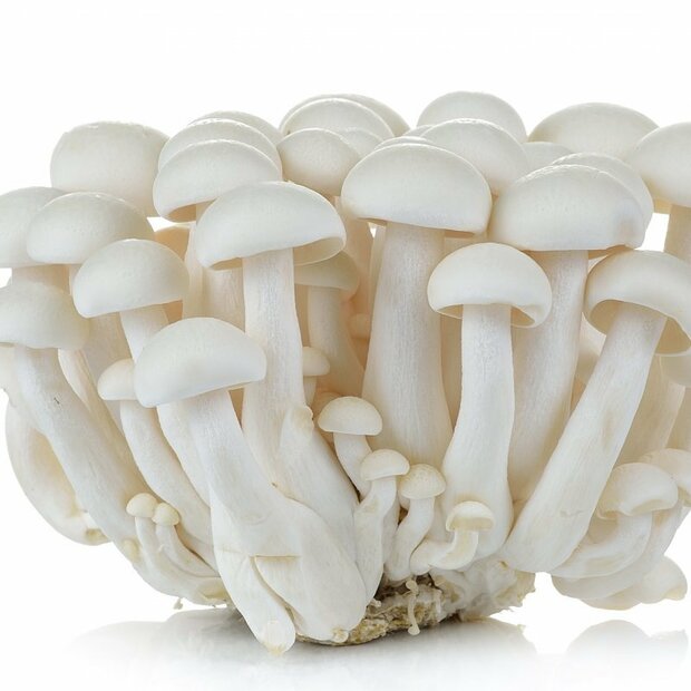 Bio-Buchenrasling, weiß - Hypsizygus tessulatus - Pilzbeet