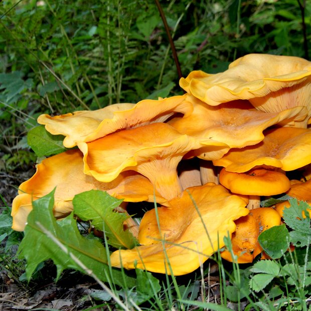 Dunkler Ölbaumtrichterling - Omphalotus olearius - Pilzbeet