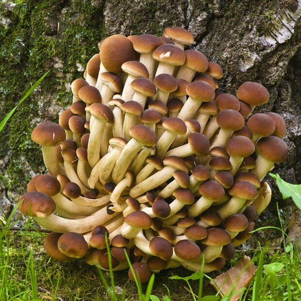 Bio-Pioppino - Agrocybe aegerita - Pilzbeet