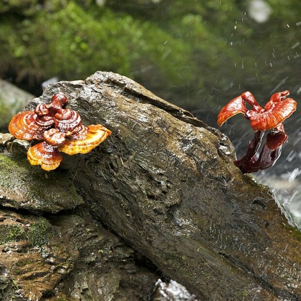 Bio-Reishi - Sopron-Strain - Pilzbeet