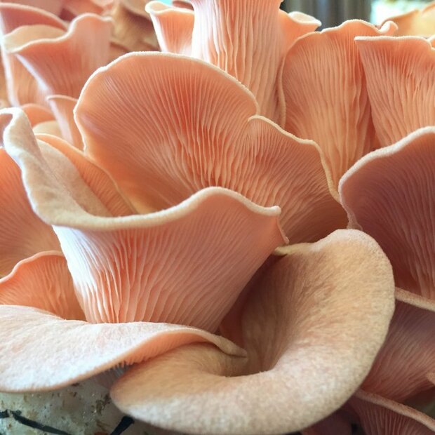 Organic Pink Oyster Mushroom - P. salmoneostramineus - Mushr. Patch
