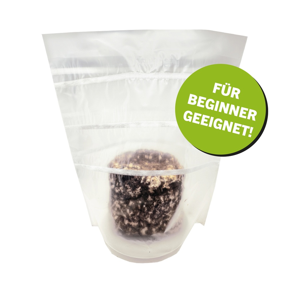 Bio-Shiitake - L. edodes - Fertigkultur mit FRUCHTUNGS BAG