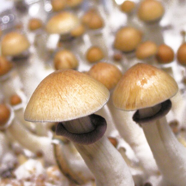 Cubensis Amazonas
