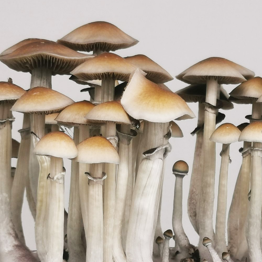 Cubensis A-Strain