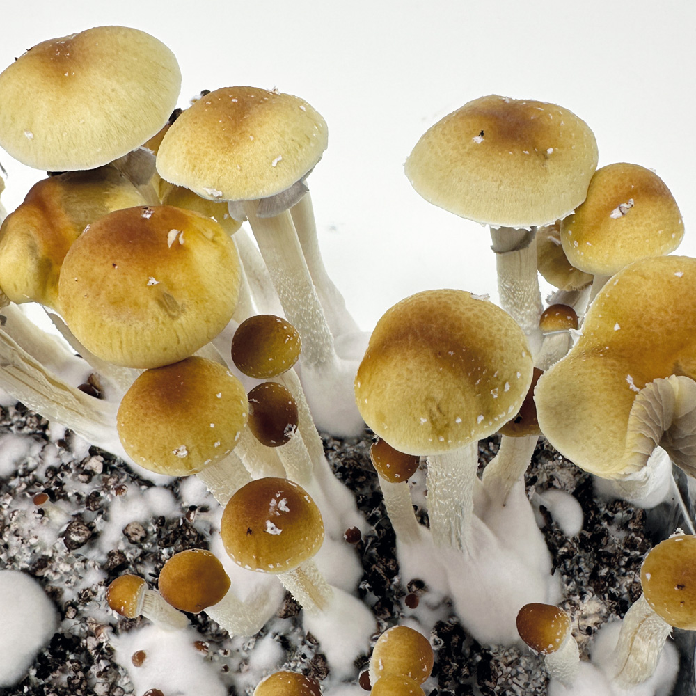 Cubensis Ban Hua Thai (Thailand)