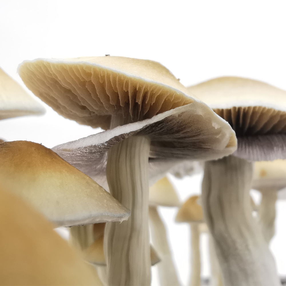 Cubensis Golden Teacher