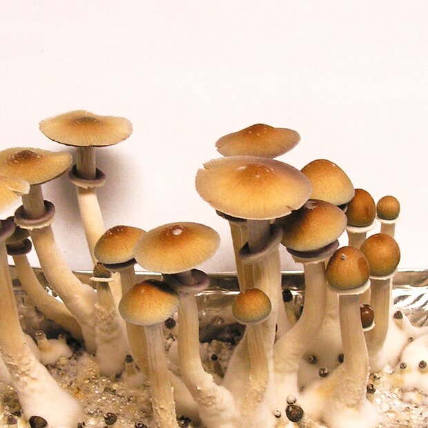 Cubensis Hawaii (PES)