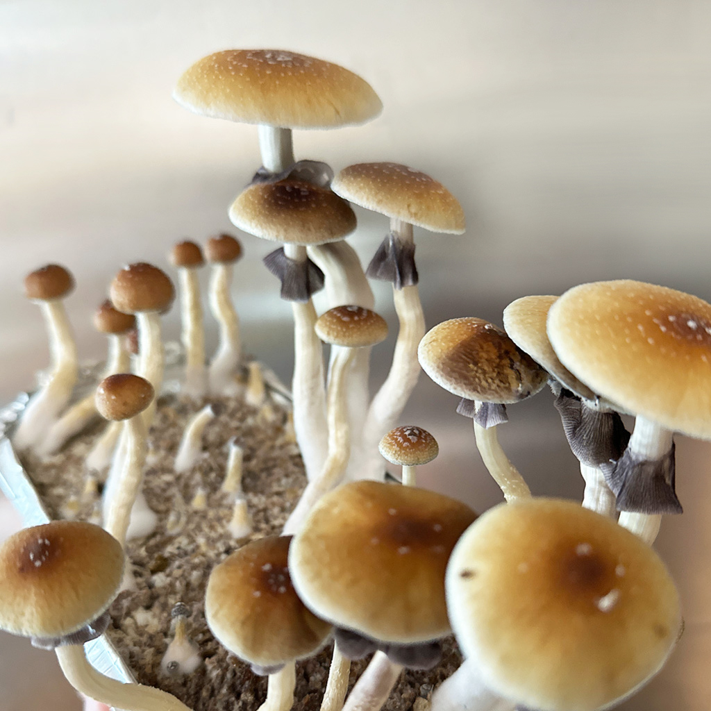 Cubensis Mazatapec