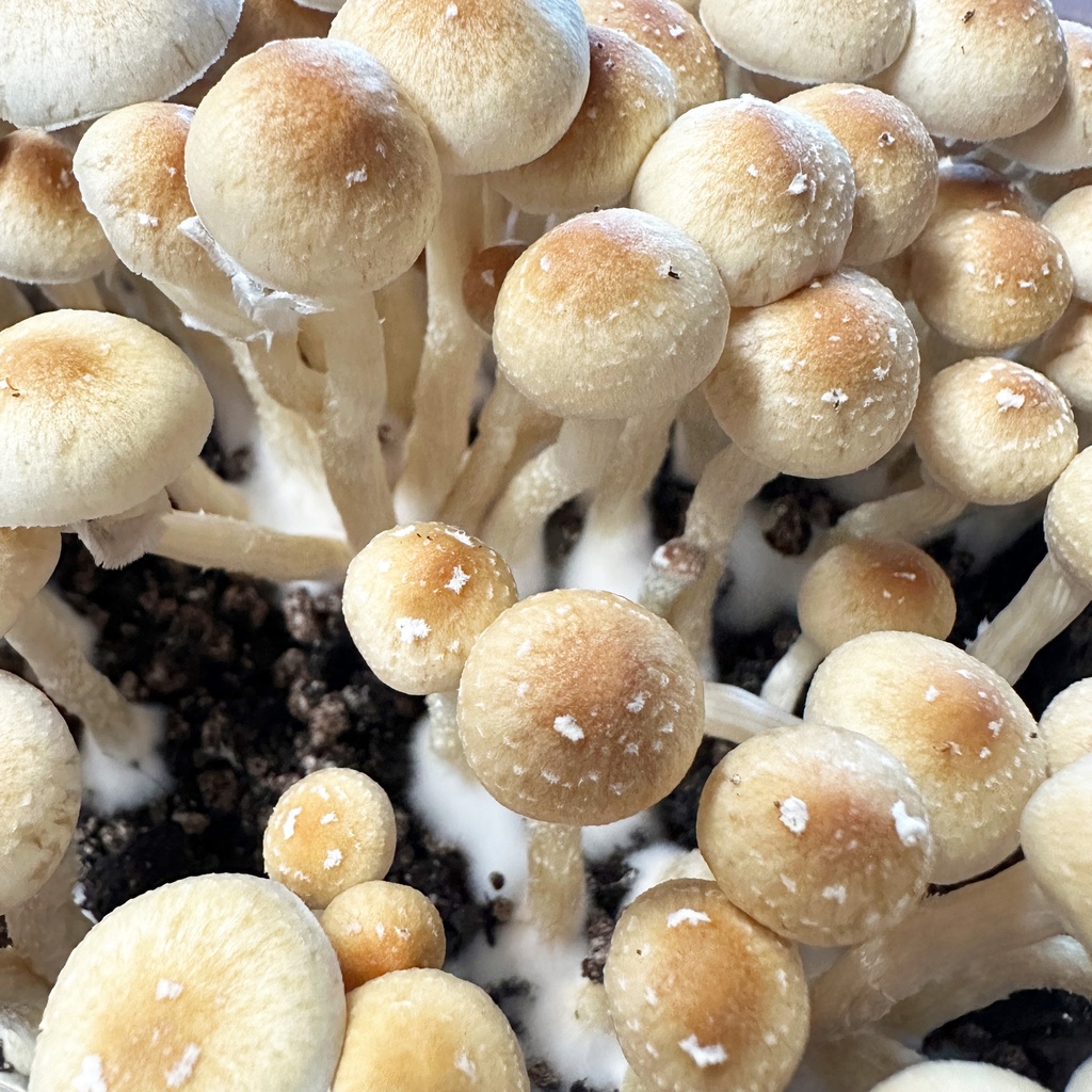 Cubensis PF-Classic