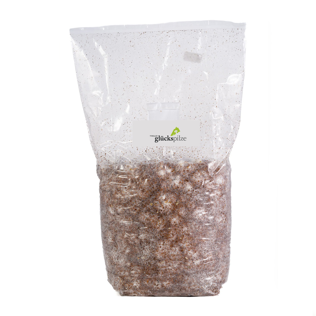 Organic Beech Mushroom, brown - H. tessulatus - Sawdust spawn 