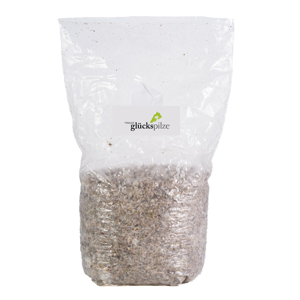 Bio-Champignon, braun - Agaricus bisporus - Körnerbrut