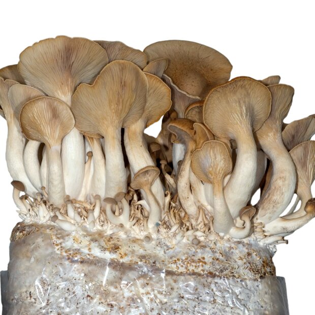 Organic King Oyster Mushroom - Pleurotus eryngii - Pure Culture