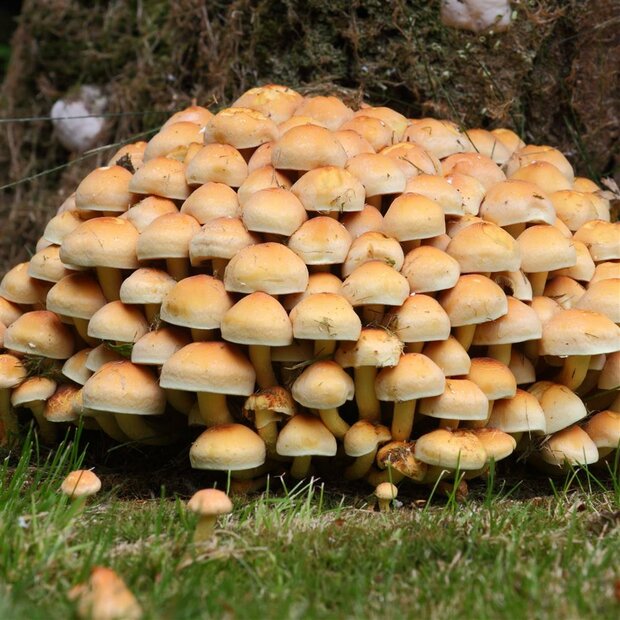 Bio-Graublättriger Schwefelkopf - Hypholoma capnoides - Reinkultur